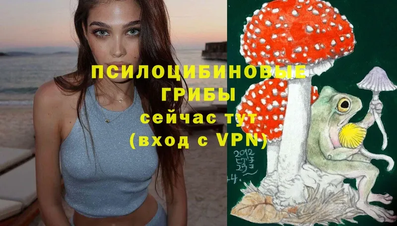 Галлюциногенные грибы Psilocybe  Саки 